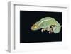 Panther Chameleon Clinging to Branch-Stuart Westmorland-Framed Photographic Print