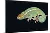 Panther Chameleon Clinging to Branch-Stuart Westmorland-Mounted Photographic Print