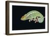 Panther Chameleon Clinging to Branch-Stuart Westmorland-Framed Photographic Print
