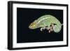 Panther Chameleon Clinging to Branch-Stuart Westmorland-Framed Photographic Print