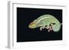 Panther Chameleon Clinging to Branch-Stuart Westmorland-Framed Photographic Print