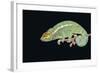 Panther Chameleon Clinging to Branch-Stuart Westmorland-Framed Photographic Print