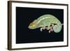 Panther Chameleon Clinging to Branch-Stuart Westmorland-Framed Photographic Print