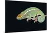 Panther Chameleon Clinging to Branch-Stuart Westmorland-Mounted Photographic Print