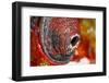 Panther Chameleon eyeball close-up, native to Madagascar-Adam Jones-Framed Photographic Print