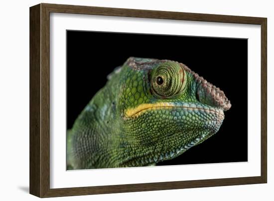 Panther Chameleon (Furcifer Pardalis), captive, Madagascar, Africa-Janette Hill-Framed Photographic Print