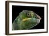 Panther Chameleon (Furcifer Pardalis), captive, Madagascar, Africa-Janette Hill-Framed Photographic Print