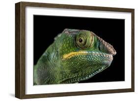 Panther Chameleon (Furcifer Pardalis), captive, Madagascar, Africa-Janette Hill-Framed Photographic Print