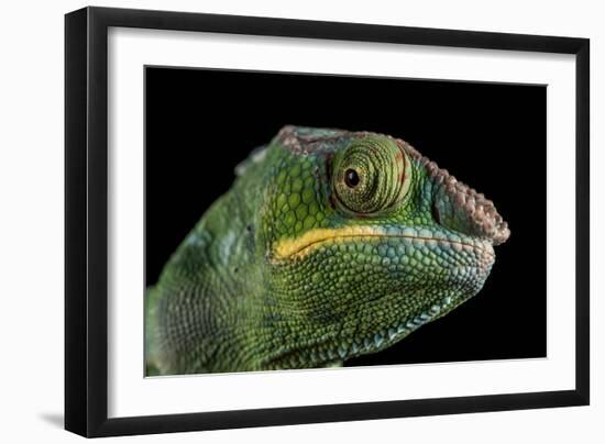 Panther Chameleon (Furcifer Pardalis), captive, Madagascar, Africa-Janette Hill-Framed Photographic Print