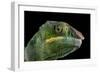 Panther Chameleon (Furcifer Pardalis), captive, Madagascar, Africa-Janette Hill-Framed Photographic Print