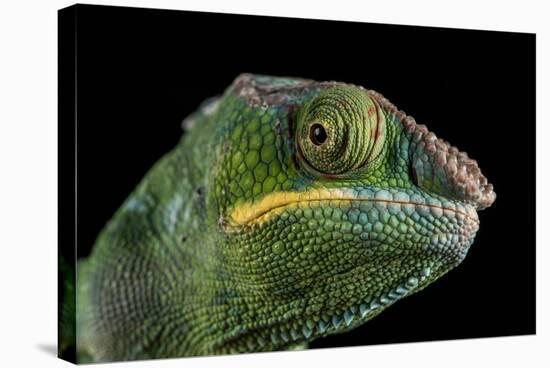 Panther Chameleon (Furcifer Pardalis), captive, Madagascar, Africa-Janette Hill-Stretched Canvas