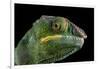 Panther Chameleon (Furcifer Pardalis), captive, Madagascar, Africa-Janette Hill-Framed Photographic Print