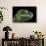 Panther Chameleon (Furcifer Pardalis), captive, Madagascar, Africa-Janette Hill-Framed Stretched Canvas displayed on a wall