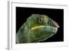 Panther Chameleon (Furcifer Pardalis), captive, Madagascar, Africa-Janette Hill-Framed Photographic Print