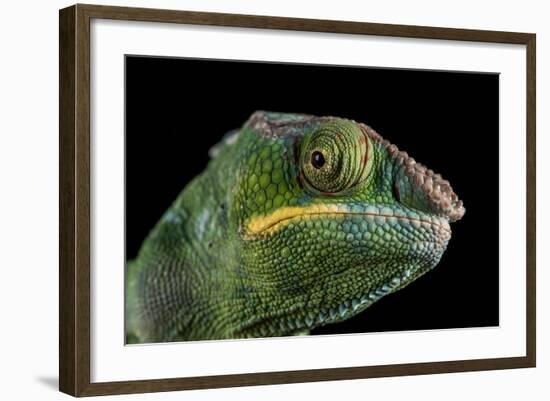 Panther Chameleon (Furcifer Pardalis), captive, Madagascar, Africa-Janette Hill-Framed Photographic Print