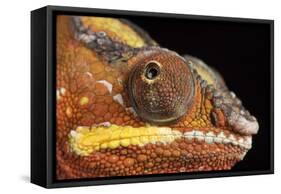 Panther Chameleon (Furcifer Pardalis), captive, Madagascar, Africa-Janette Hill-Framed Stretched Canvas