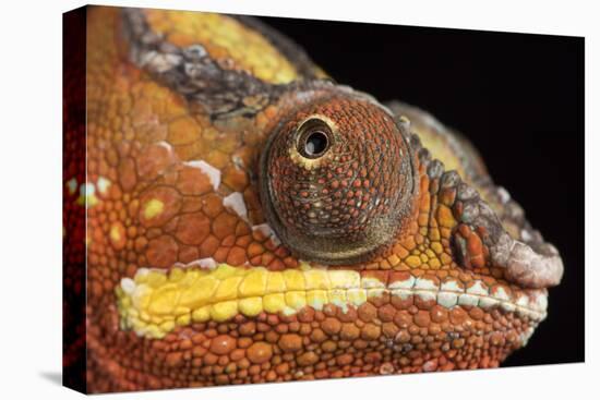 Panther Chameleon (Furcifer Pardalis), captive, Madagascar, Africa-Janette Hill-Stretched Canvas