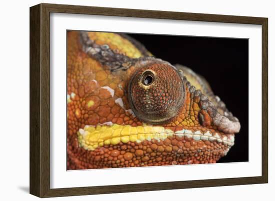 Panther Chameleon (Furcifer Pardalis), captive, Madagascar, Africa-Janette Hill-Framed Photographic Print