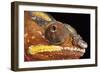 Panther Chameleon (Furcifer Pardalis), captive, Madagascar, Africa-Janette Hill-Framed Photographic Print