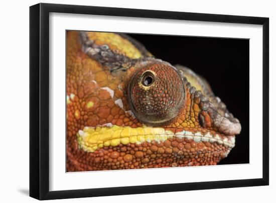 Panther Chameleon (Furcifer Pardalis), captive, Madagascar, Africa-Janette Hill-Framed Photographic Print