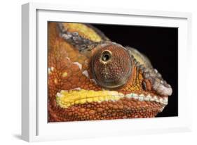 Panther Chameleon (Furcifer Pardalis), captive, Madagascar, Africa-Janette Hill-Framed Photographic Print