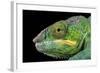 Panther Chameleon (Furcifer Pardalis), captive, Madagascar, Africa-Janette Hill-Framed Photographic Print