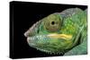 Panther Chameleon (Furcifer Pardalis), captive, Madagascar, Africa-Janette Hill-Stretched Canvas