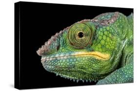 Panther Chameleon (Furcifer Pardalis), captive, Madagascar, Africa-Janette Hill-Stretched Canvas