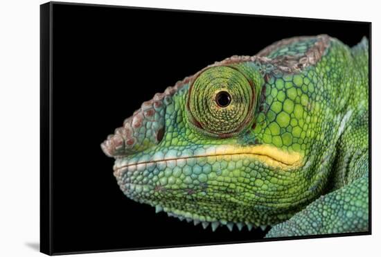 Panther Chameleon (Furcifer Pardalis), captive, Madagascar, Africa-Janette Hill-Framed Stretched Canvas