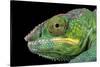 Panther Chameleon (Furcifer Pardalis), captive, Madagascar, Africa-Janette Hill-Stretched Canvas