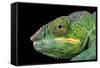 Panther Chameleon (Furcifer Pardalis), captive, Madagascar, Africa-Janette Hill-Framed Stretched Canvas