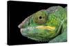 Panther Chameleon (Furcifer Pardalis), captive, Madagascar, Africa-Janette Hill-Stretched Canvas