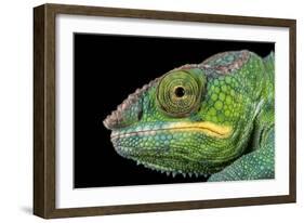 Panther Chameleon (Furcifer Pardalis), captive, Madagascar, Africa-Janette Hill-Framed Photographic Print