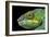 Panther Chameleon (Furcifer Pardalis), captive, Madagascar, Africa-Janette Hill-Framed Photographic Print