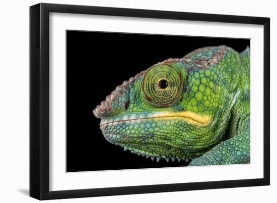 Panther Chameleon (Furcifer Pardalis), captive, Madagascar, Africa-Janette Hill-Framed Photographic Print