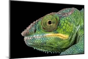 Panther Chameleon (Furcifer Pardalis), captive, Madagascar, Africa-Janette Hill-Mounted Photographic Print