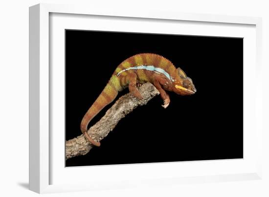 Panther Chameleon (Furcifer Pardalis), captive, Madagascar, Africa-Janette Hill-Framed Photographic Print