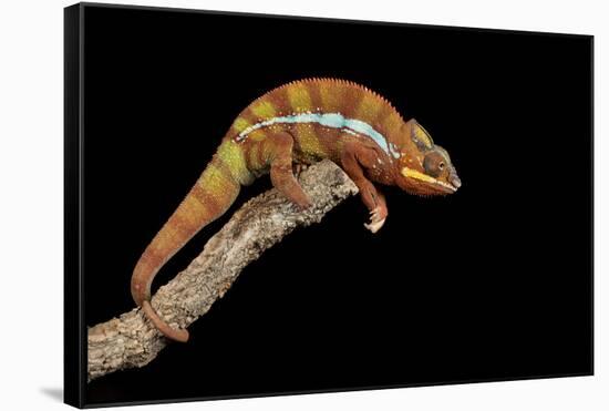 Panther Chameleon (Furcifer Pardalis), captive, Madagascar, Africa-Janette Hill-Framed Stretched Canvas