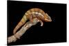 Panther Chameleon (Furcifer Pardalis), captive, Madagascar, Africa-Janette Hill-Stretched Canvas