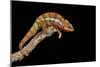 Panther Chameleon (Furcifer Pardalis), captive, Madagascar, Africa-Janette Hill-Mounted Premium Photographic Print