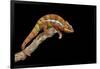 Panther Chameleon (Furcifer Pardalis), captive, Madagascar, Africa-Janette Hill-Framed Photographic Print