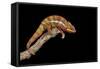 Panther Chameleon (Furcifer Pardalis), captive, Madagascar, Africa-Janette Hill-Framed Stretched Canvas