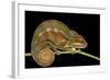 Panther Chameleon (Furcifer Pardalis) in Rainforest at Farankaraina Tropical Park, Madagascar Wildl-Artush-Framed Photographic Print