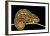 Panther Chameleon (Furcifer Pardalis) in Rainforest at Farankaraina Tropical Park, Madagascar Wildl-Artush-Framed Photographic Print