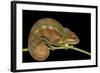 Panther Chameleon (Furcifer Pardalis) in Rainforest at Farankaraina Tropical Park, Madagascar Wildl-Artush-Framed Photographic Print