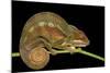 Panther Chameleon (Furcifer Pardalis) in Rainforest at Farankaraina Tropical Park, Madagascar Wildl-Artush-Mounted Photographic Print