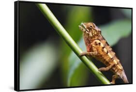 Panther chameleon (Furcifer pardalis), Ivoloina Zoological Park, Tamatave, Madagascar, Africa-Christian Kober-Framed Stretched Canvas
