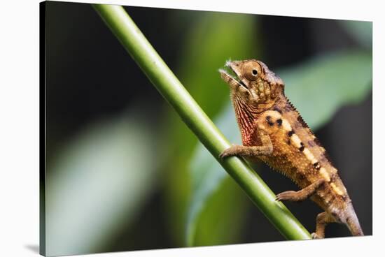 Panther chameleon (Furcifer pardalis), Ivoloina Zoological Park, Tamatave, Madagascar, Africa-Christian Kober-Stretched Canvas