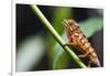 Panther chameleon (Furcifer pardalis), Ivoloina Zoological Park, Tamatave, Madagascar, Africa-Christian Kober-Framed Photographic Print