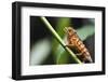 Panther chameleon (Furcifer pardalis), Ivoloina Zoological Park, Tamatave, Madagascar, Africa-Christian Kober-Framed Photographic Print